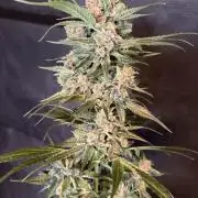 42 fast buds champions line