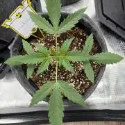Mephisto 505 headbanger