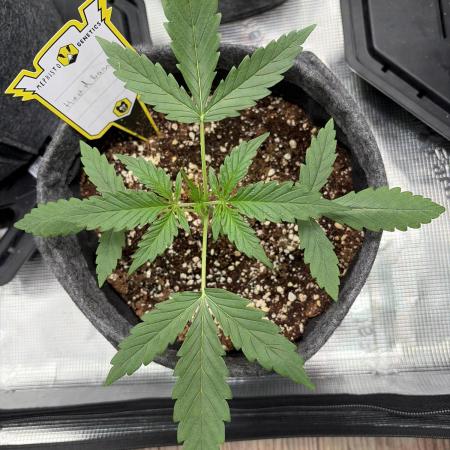 Mephisto 505 headbanger