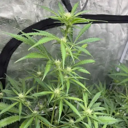 42 fast buds champions line