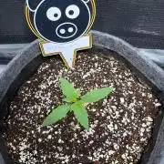 Mephisto 505 headbanger