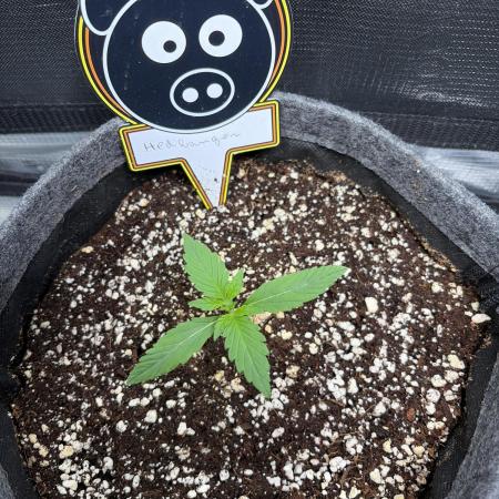 Mephisto 505 headbanger