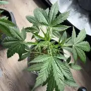 Mephisto 505 headbanger