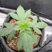 Mephisto forgotten Cookies strawberry