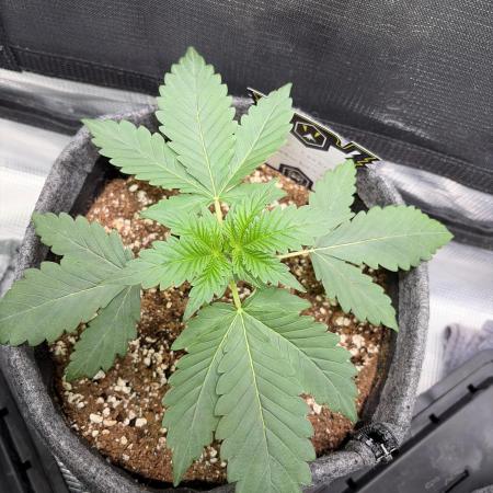 Mephisto forgotten Cookies strawberry