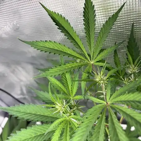 42 fast buds champions line