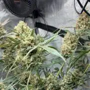 42 fast buds champions line