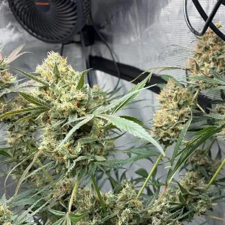 42 fast buds champions line