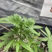 Guava Sundae 42 fast buds