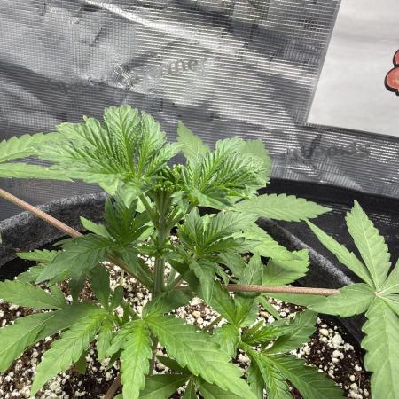 Guava Sundae 42 fast buds
