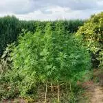 Outdoor Hulkberry (Mild climate)