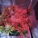 First Photo