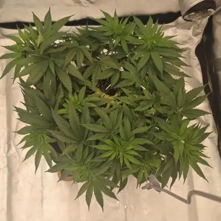 First Photo