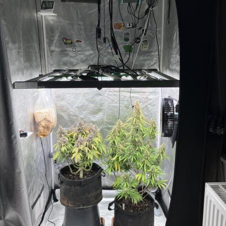 First Grow