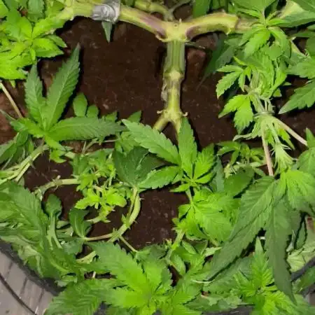 Purple Haze Nordkraut 25l Pot