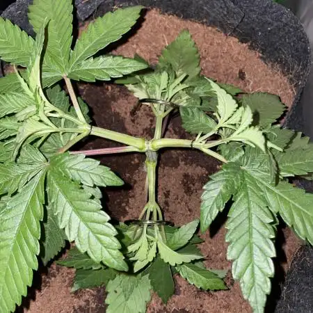 Purple Haze Nordkraut 25l Pot