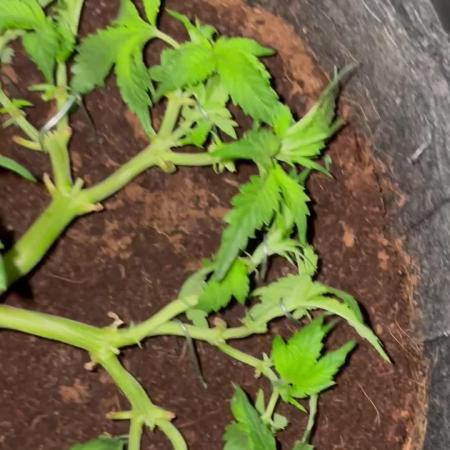 Purple Haze Nordkraut 25l Pot