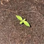 Blueberry Auto Zamnesia