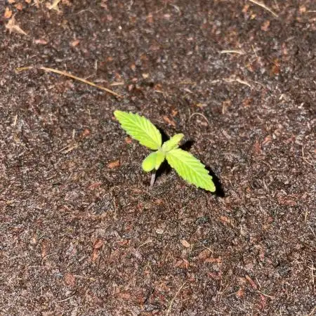 Blueberry Auto Zamnesia