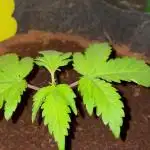 Purple Haze Nordkraut 25l Pot