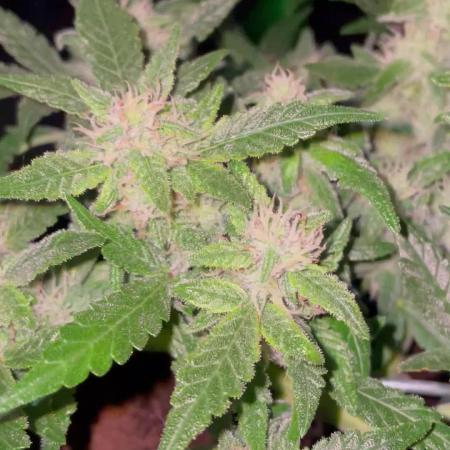 Blueberry Auto Zamnesia