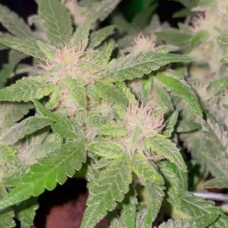 Blueberry Auto Zamnesia
