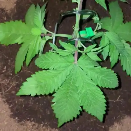 Purple Haze Nordkraut 25l Pot