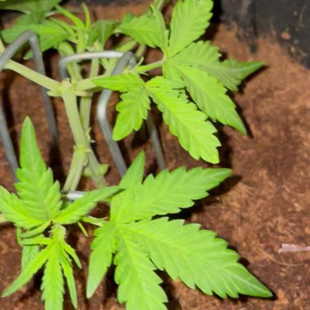 Blueberry Auto Zamnesia