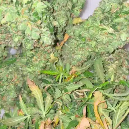 Strawberry Haze Auto
