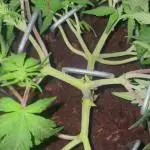Blueberry Auto Zamnesia
