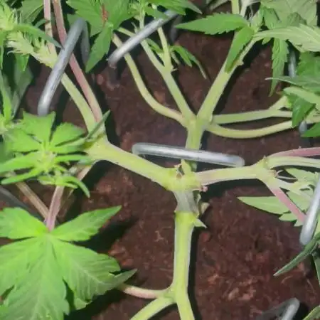 Blueberry Auto Zamnesia