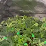 Purple Haze Nordkraut 25l Pot