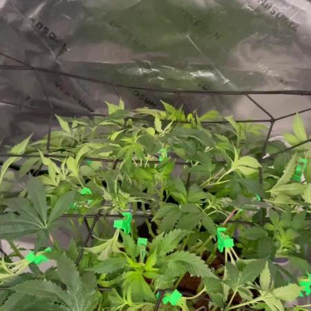 Purple Haze Nordkraut 25l Pot