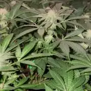 Purple Haze Nordkraut 25l Pot