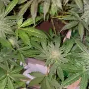 Purple Haze Nordkraut 25l Pot