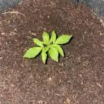 Blueberry Auto Zamnesia