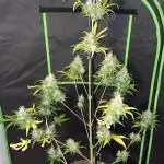 Amnesia Haze XXL Auto