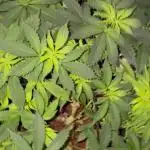 Purple Haze Nordkraut 25l Pot