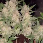Blueberry Auto Zamnesia
