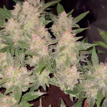 Blueberry Auto Zamnesia