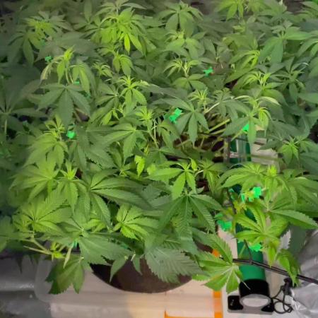 Purple Haze Nordkraut 25l Pot