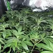 Purple Haze Nordkraut 25l Pot