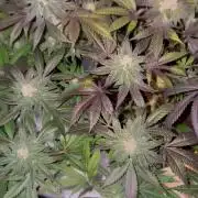 Purple Haze Nordkraut 25l Pot