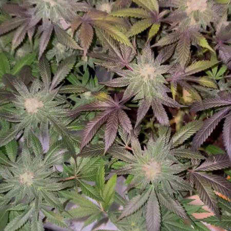 Purple Haze Nordkraut 25l Pot