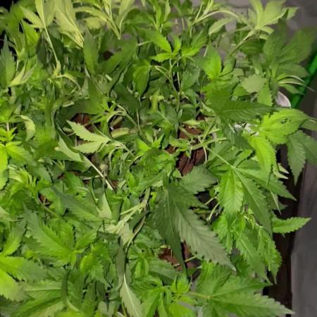 Purple Haze Nordkraut 25l Pot