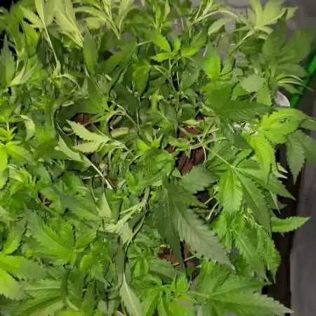 Purple Haze Nordkraut 25l Pot