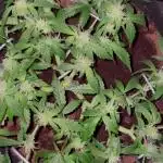 Blueberry Auto Zamnesia