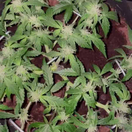 Blueberry Auto Zamnesia