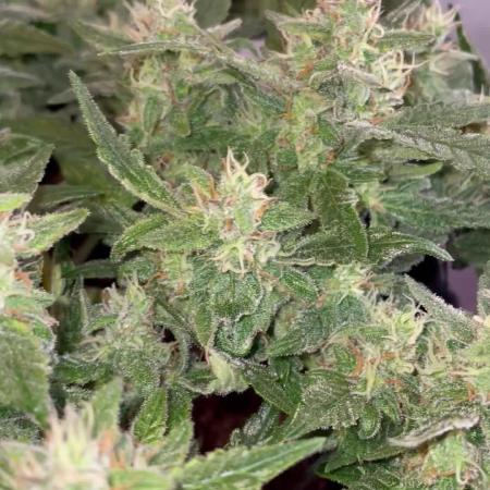 Blueberry Auto Zamnesia