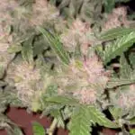 Blueberry Auto Zamnesia